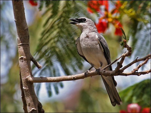 White-bellied Cuckooshrike whbellycuckooshrike_61151.psd