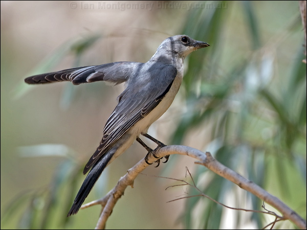 White-bellied Cuckooshrike whbellycuckooshrike_92523.psd