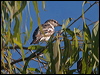 white_wing_triller_168450