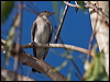 white_wing_triller_168451