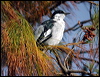 white_winged_triller_07014