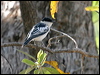 white_winged_triller_10018