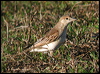 white_winged_triller_11070