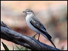 white_winged_triller_33453