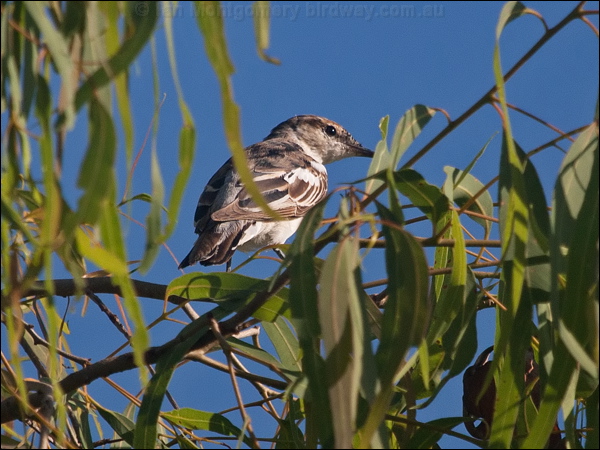 White-winged Triller white_wing_triller_168450.psd