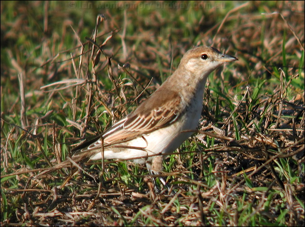 White-winged Triller white_winged_triller_11070.psd