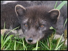 arctic_fox_68316