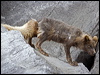 arctic_fox_68577
