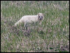 arctic_fox_68773