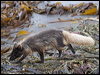 arctic_fox_69241