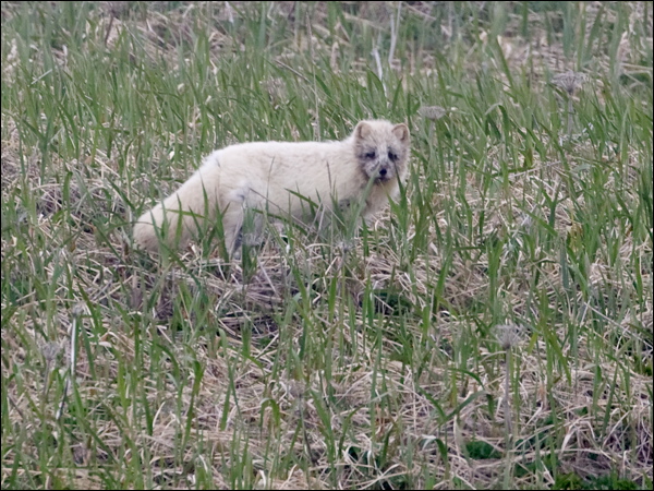 Arctic Fox arctic_fox_68773.psd