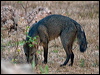Click here to enter gallery and see photos/pictures/images of Crab-eating Fox