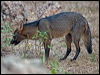 crab_eating_fox_203481