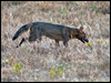 crab_eating_fox_203489