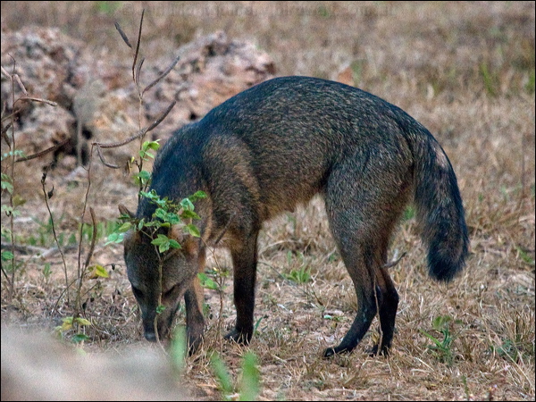 Crab-eating Fox crab_eating_fox_203479.psd
