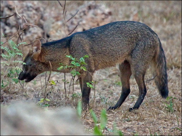 Crab-eating Fox crab_eating_fox_203481.psd