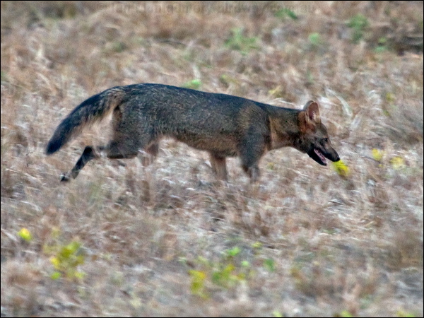 Crab-eating Fox crab_eating_fox_203489.psd