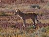 Click here to enter gallery and see photos/pictures/images of Dingo