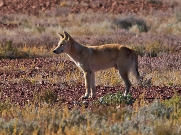 Dingo dingo_214551.psd