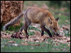red_fox_160994