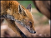 Click here to enter gallery and see photos of: Red Foxes