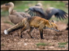 red_fox_161296