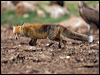 red_fox_161297