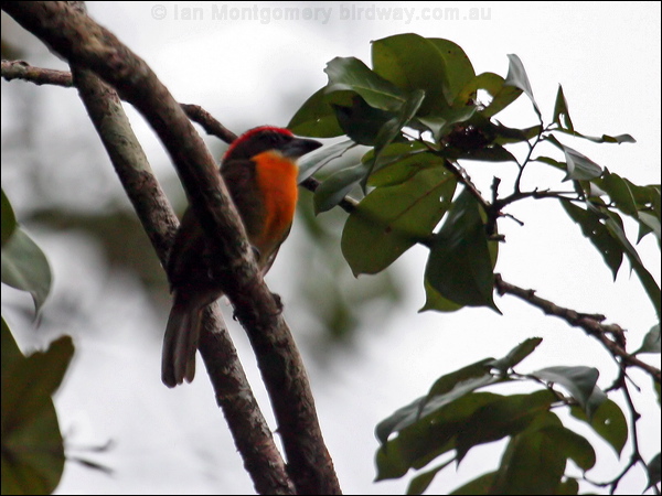 Scarlet-crowned Barbet scarlet_crown_barbet_25895.psd