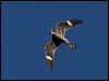 common_nighthawk_68829