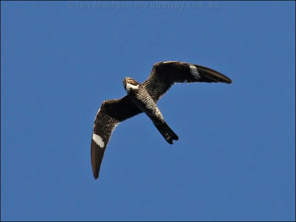 Common Nighthawk common_nighthawk_68828.psd