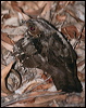 large_tail_nightjar_168526