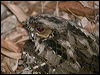 large_tail_nightjar_168528