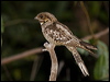 large_tail_nightjar_184639