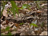 large_tail_nightjar_210770