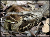 largetailed_nightjar_04291