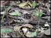 largetailed_nightjar_04293