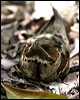 largetailed_nightjar_04379