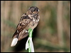 largetailed_nightjar_61169