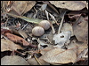 largetailed_nightjar_p9905
