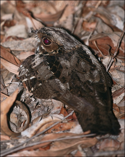 Large-tailed Nightjar large_tail_nightjar_168526.psd