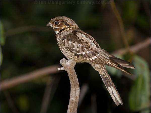 Large-tailed Nightjar large_tail_nightjar_184639.psd
