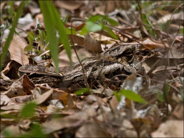 Large-tailed Nightjar large_tail_nightjar_210770.psd