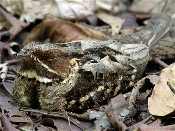 Large-tailed Nightjar largetailed_nightjar_04291.psd