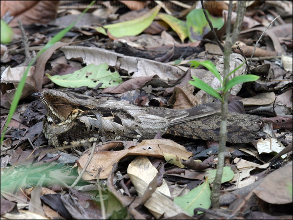 Large-tailed Nightjar largetailed_nightjar_04293.psd