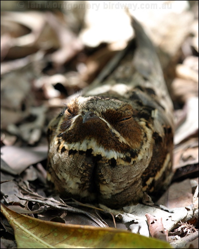 Large-tailed Nightjar largetailed_nightjar_04379.psd