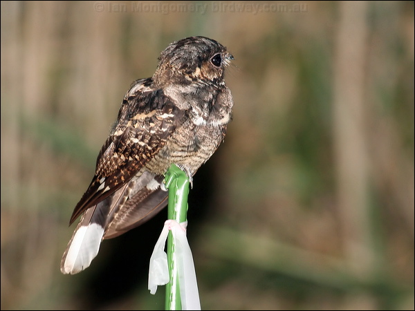 Large-tailed Nightjar largetailed_nightjar_61169.psd