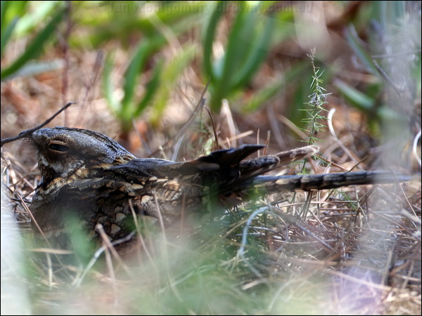 Red-necked NIghtjar red_necked_nightjar_53511.psd