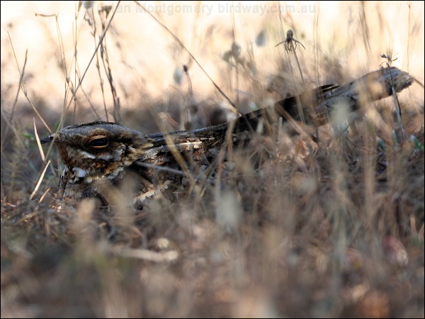 Red-necked NIghtjar red_necked_nightjar_53515.psd