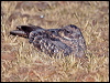 spotted_nightjar_rw2359