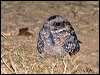 spotted_nightjar_rw2405